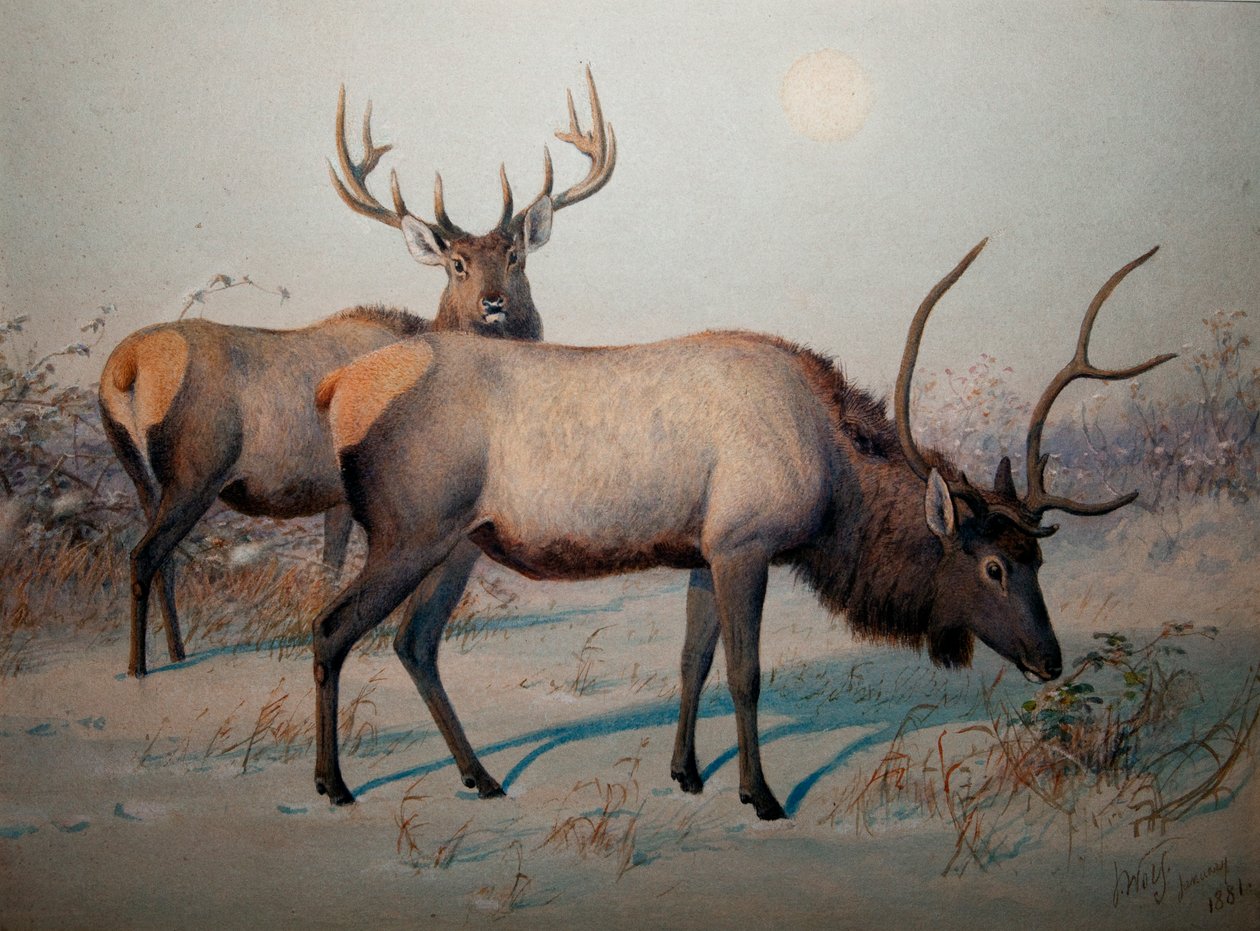 Wapiti, kolem roku 1850 od Joseph Wolf