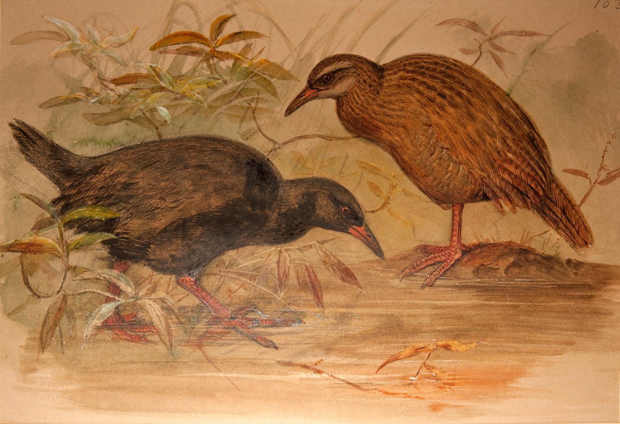 Weka Rail (Ocydromus australis), c.1851-76 (wc a tužka na papíře) od Joseph Wolf