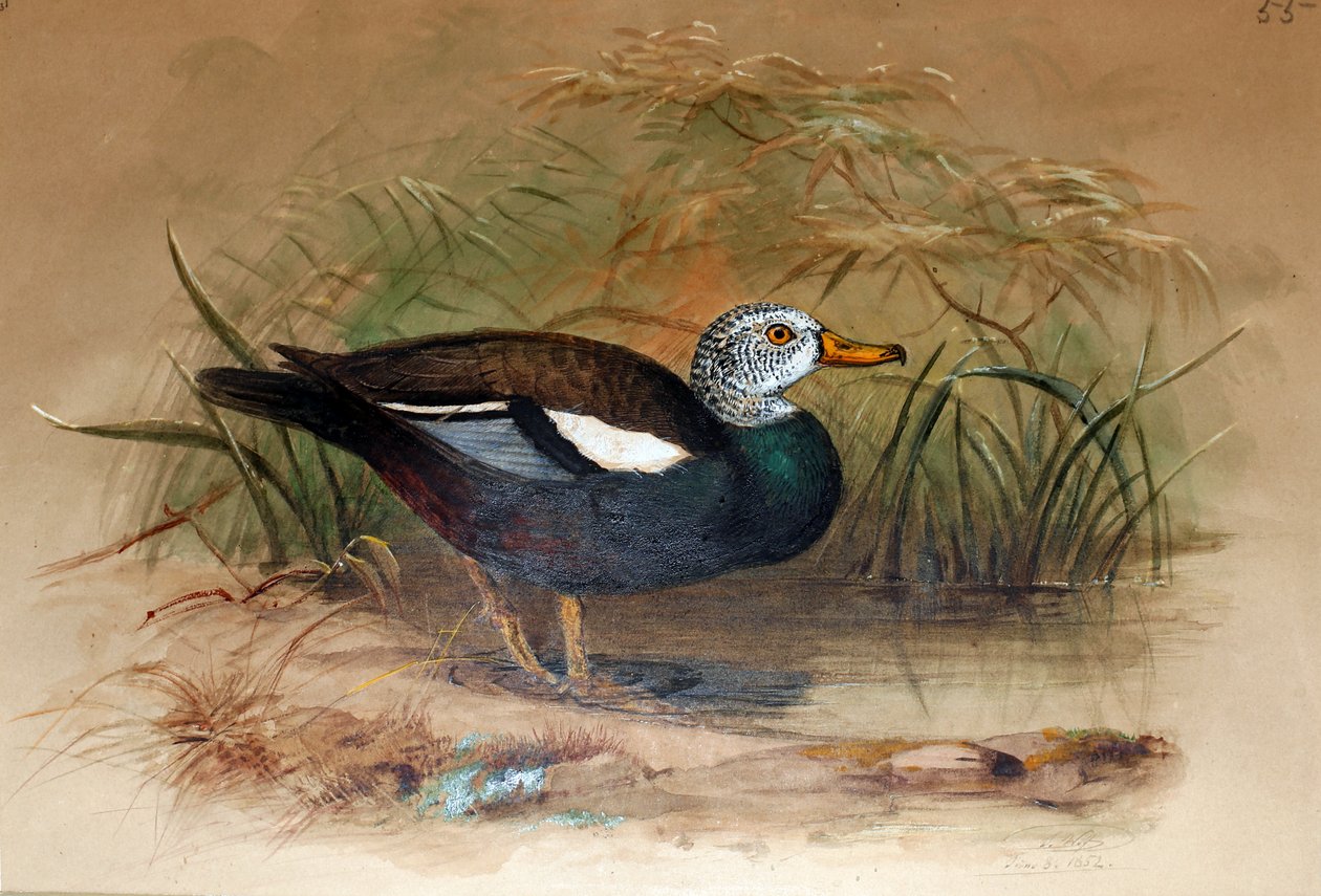 Sheldrake bělohlavý (Casarca leucoptera), 1852-54 od Joseph Wolf
