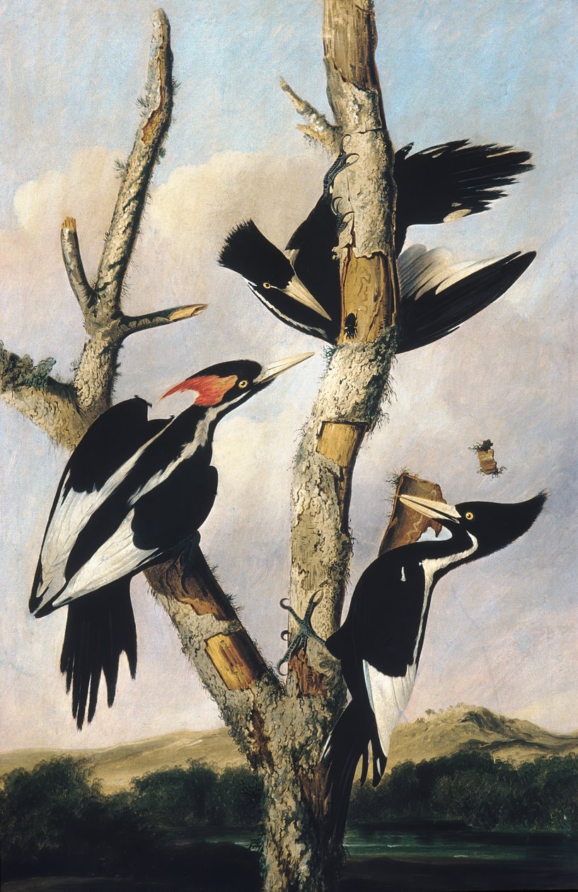 Slonovinově zobáci datli, ca. 1830-31. od Joseph Bartholomew Kidd