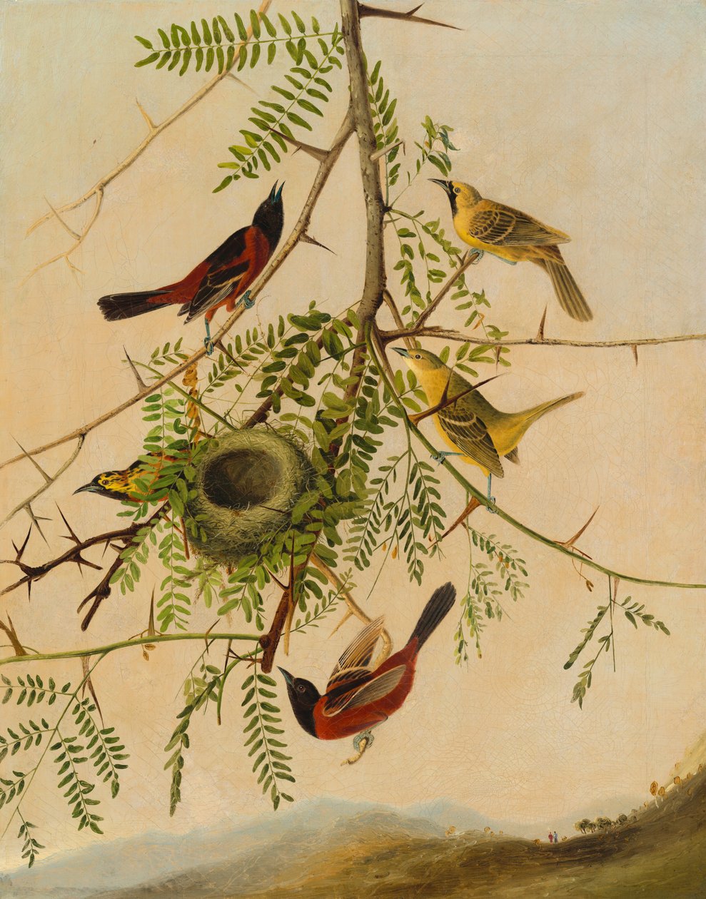 Orchard Oriole, 18301832. od Joseph Bartholomew Kidd