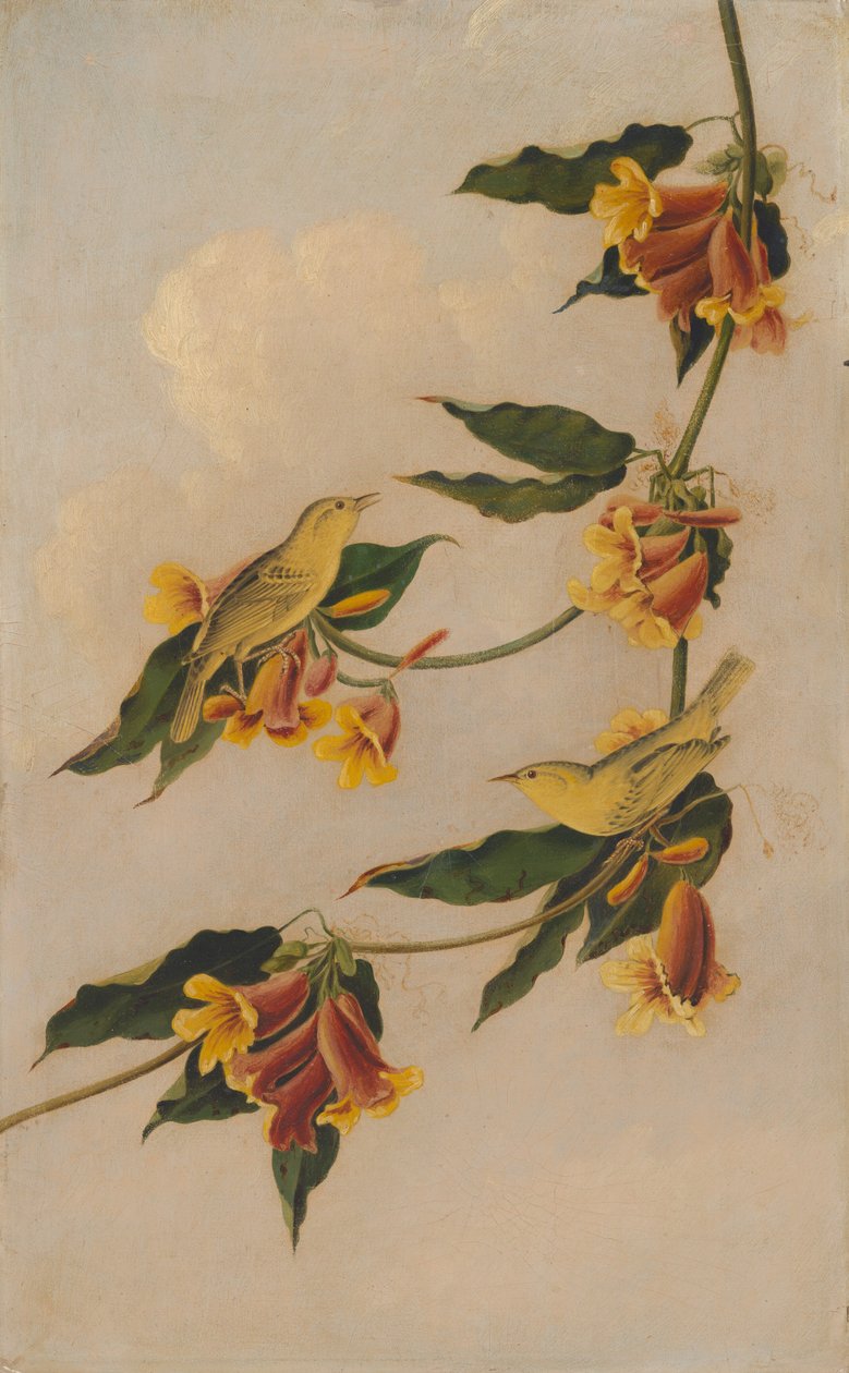Žlutá pěnice, 1830-1833. od Joseph Bartholomew Kidd