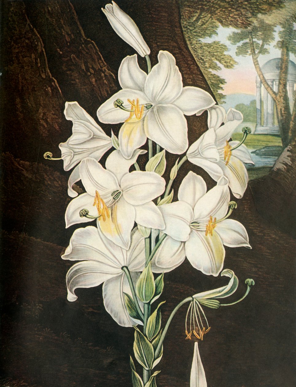 Bílá lilie, c1800, 1948. od Joseph Constantine Stadler