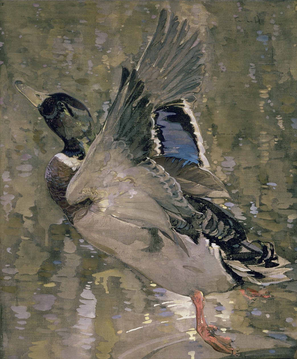 Mallard Rising (wc na papíře) od Joseph Crawhall