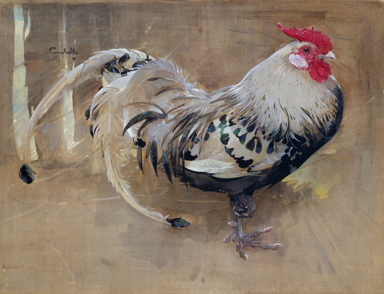 The Spangled Cock od Joseph Crawhall