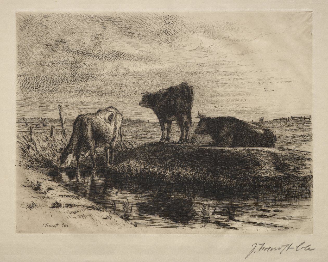 Tři krávy od Joseph Foxcroft Cole