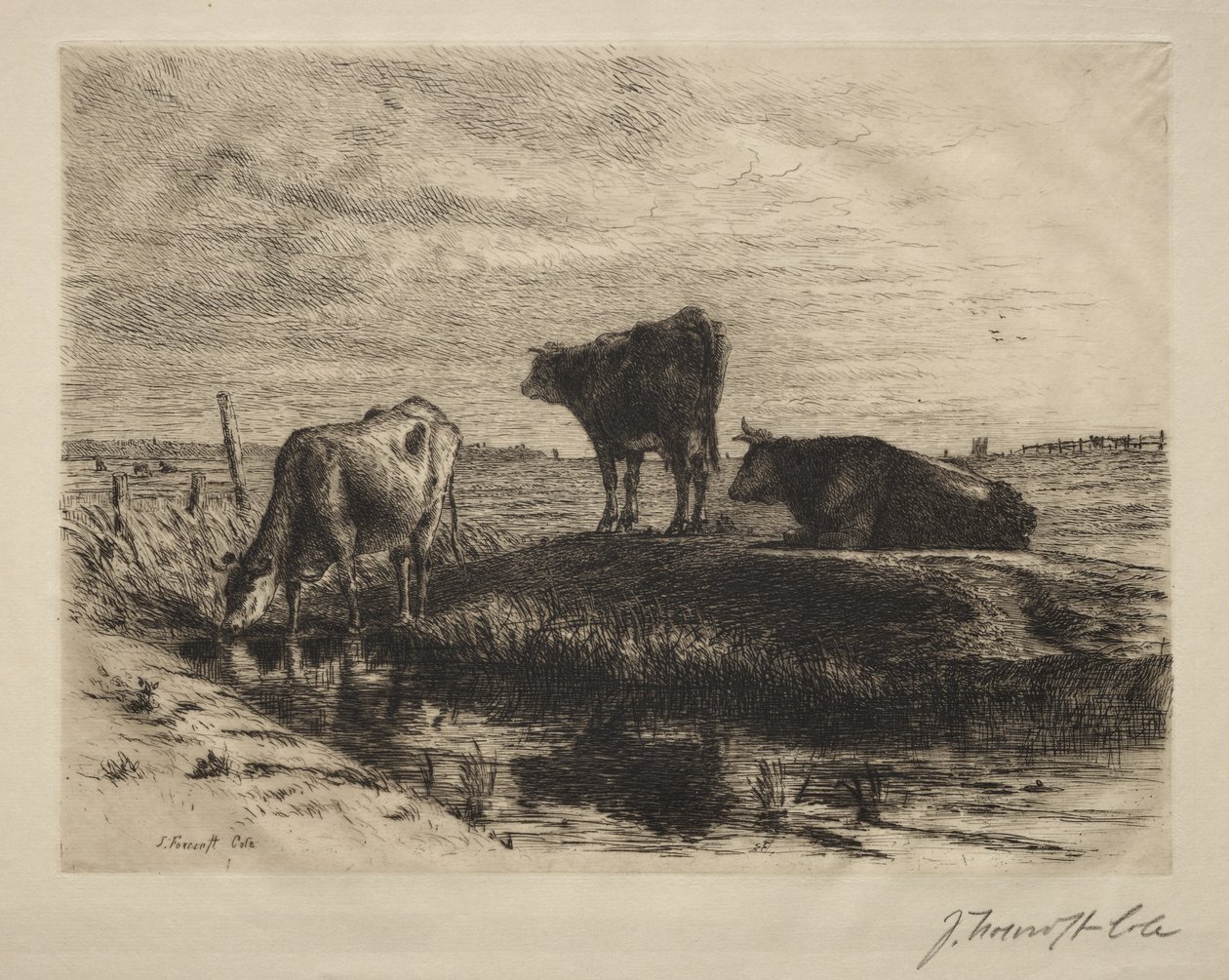 Tři krávy. od Joseph Foxcroft Cole