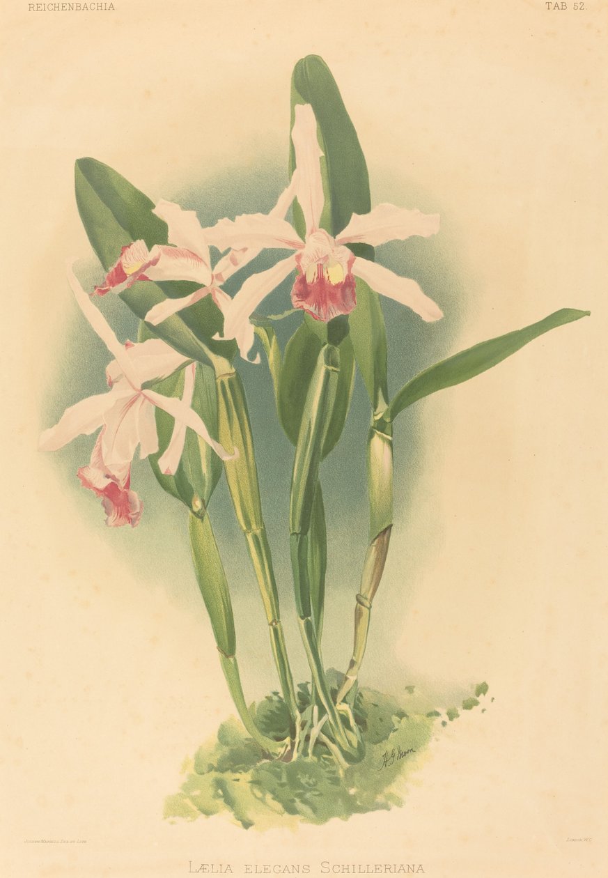 Laelia Elegans Schilleriana. od Joseph Mansell