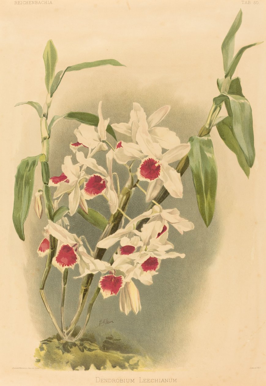 Dendrobium Leechianum od Joseph Mansell after Henry George Moon