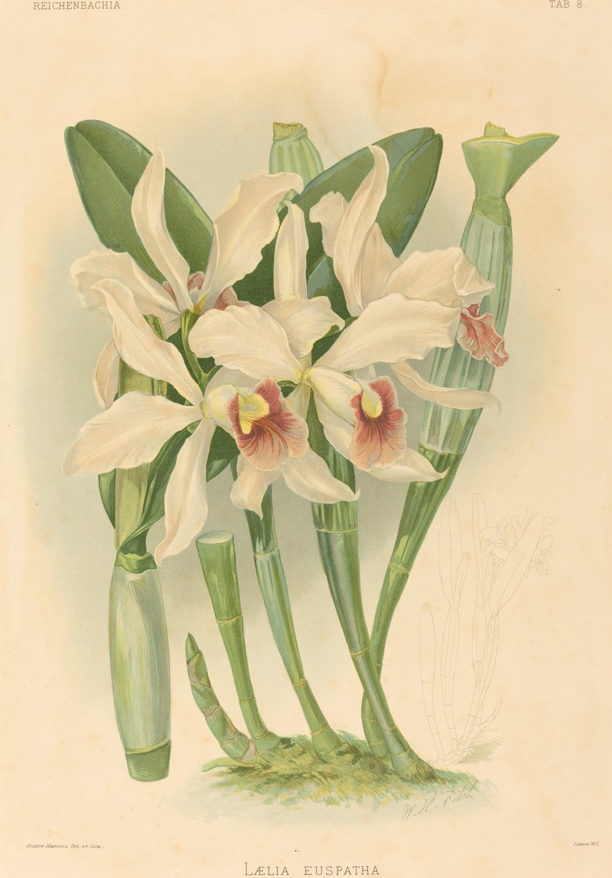 Laelia Euspatha od Joseph Mansell after Walter Hood Fitch