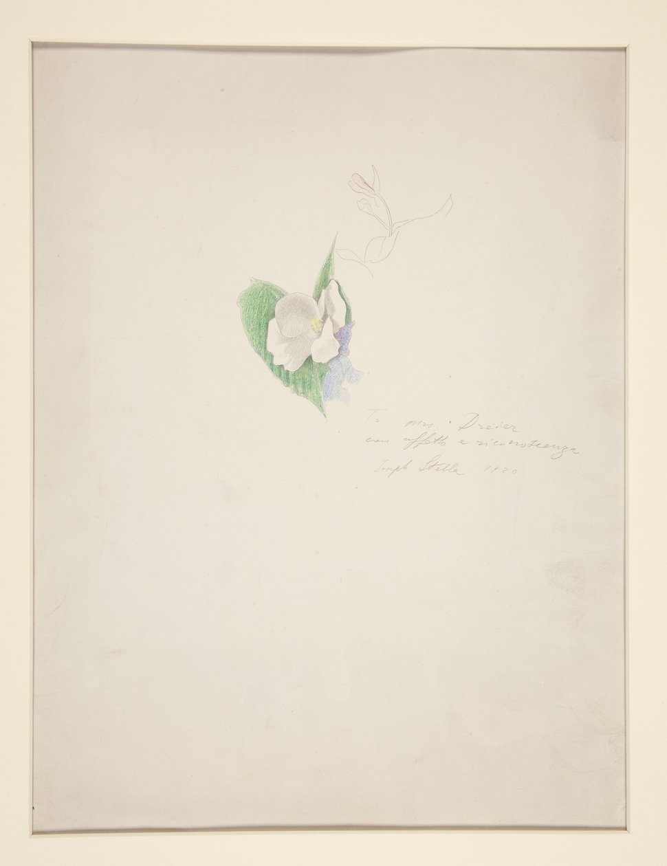 Květ od Joseph Stella
