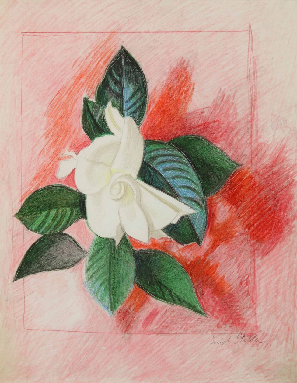 Gardénie, asi 1940 (barevná tužka a grafit na papíře) od Joseph Stella