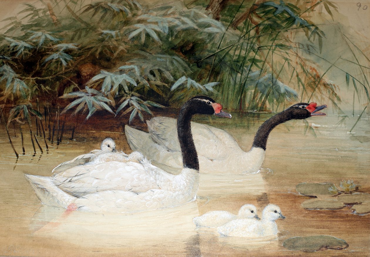 Labuť černokrká (Cygnus nigricollis), 1852-54 od Joseph Wolf