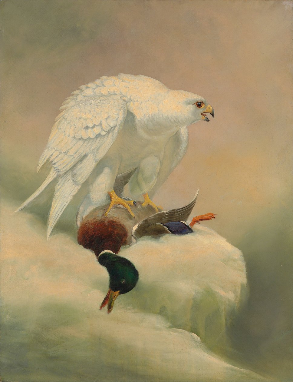 Gyrfalcon a kachna divoká od Joseph Wolf