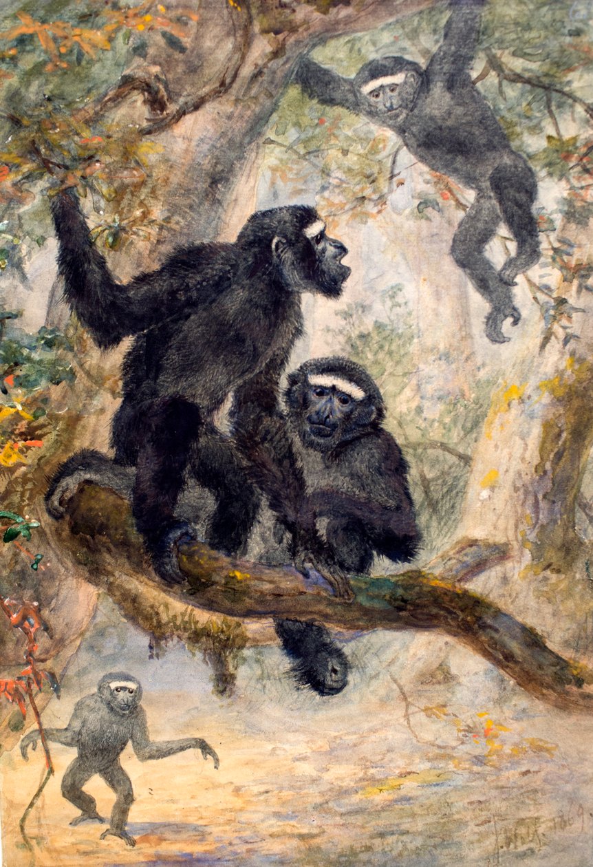 Hoolocks Gibbon, 1869 od Joseph Wolf