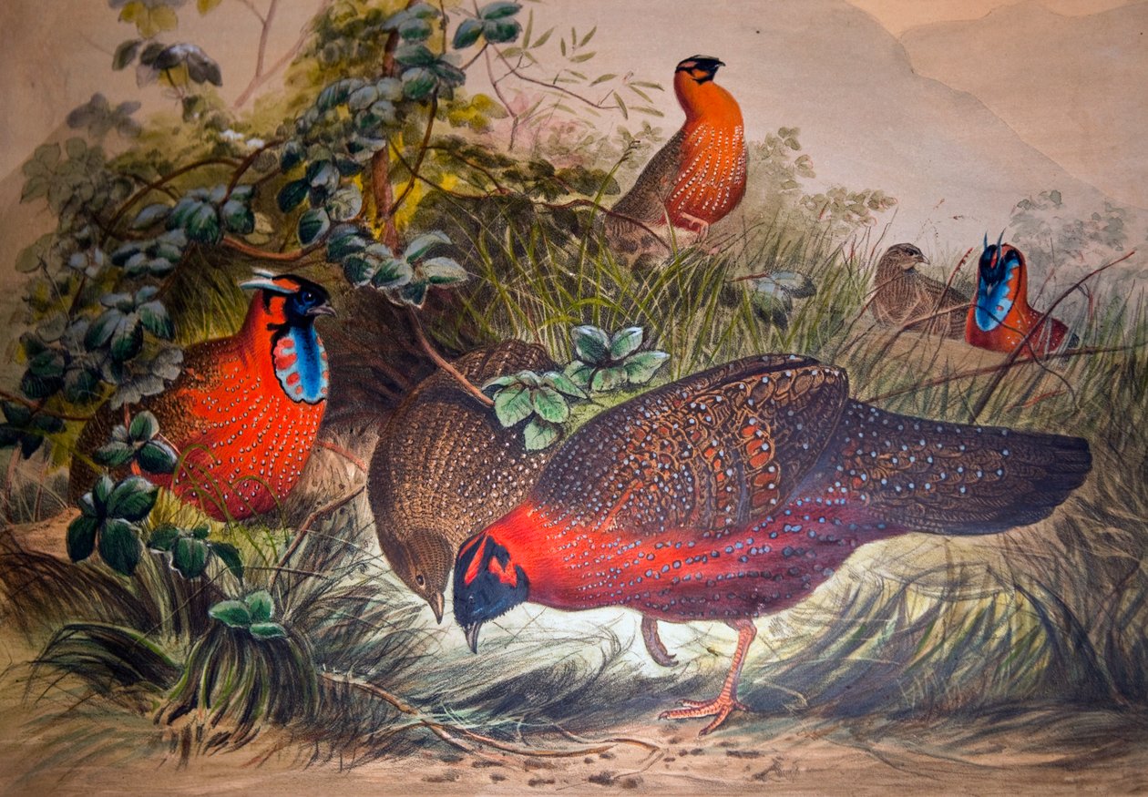 Rohatý tragopan, 1861 od Joseph Wolf