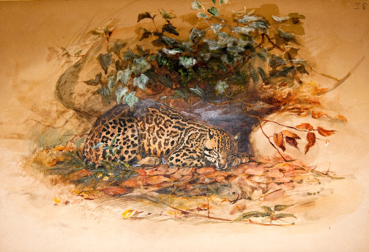Ocelot od Joseph Wolf