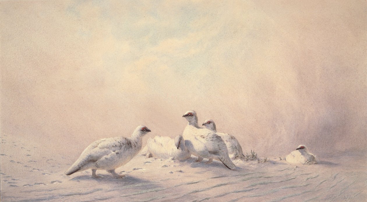 Ptarmigan, zima, 1873 (wc) od Joseph Wolf