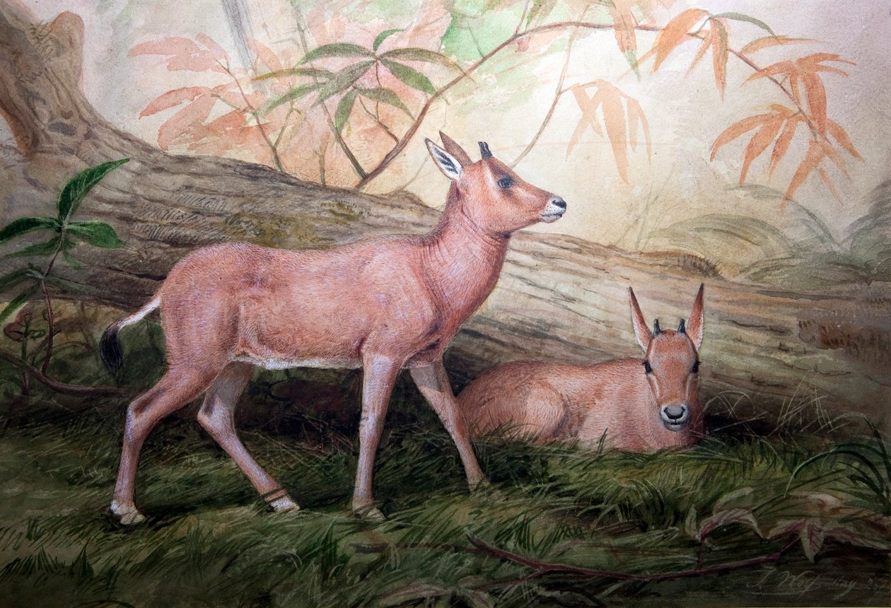 Scimitar Horned Oryx Calves, kolem roku 1850 od Joseph Wolf