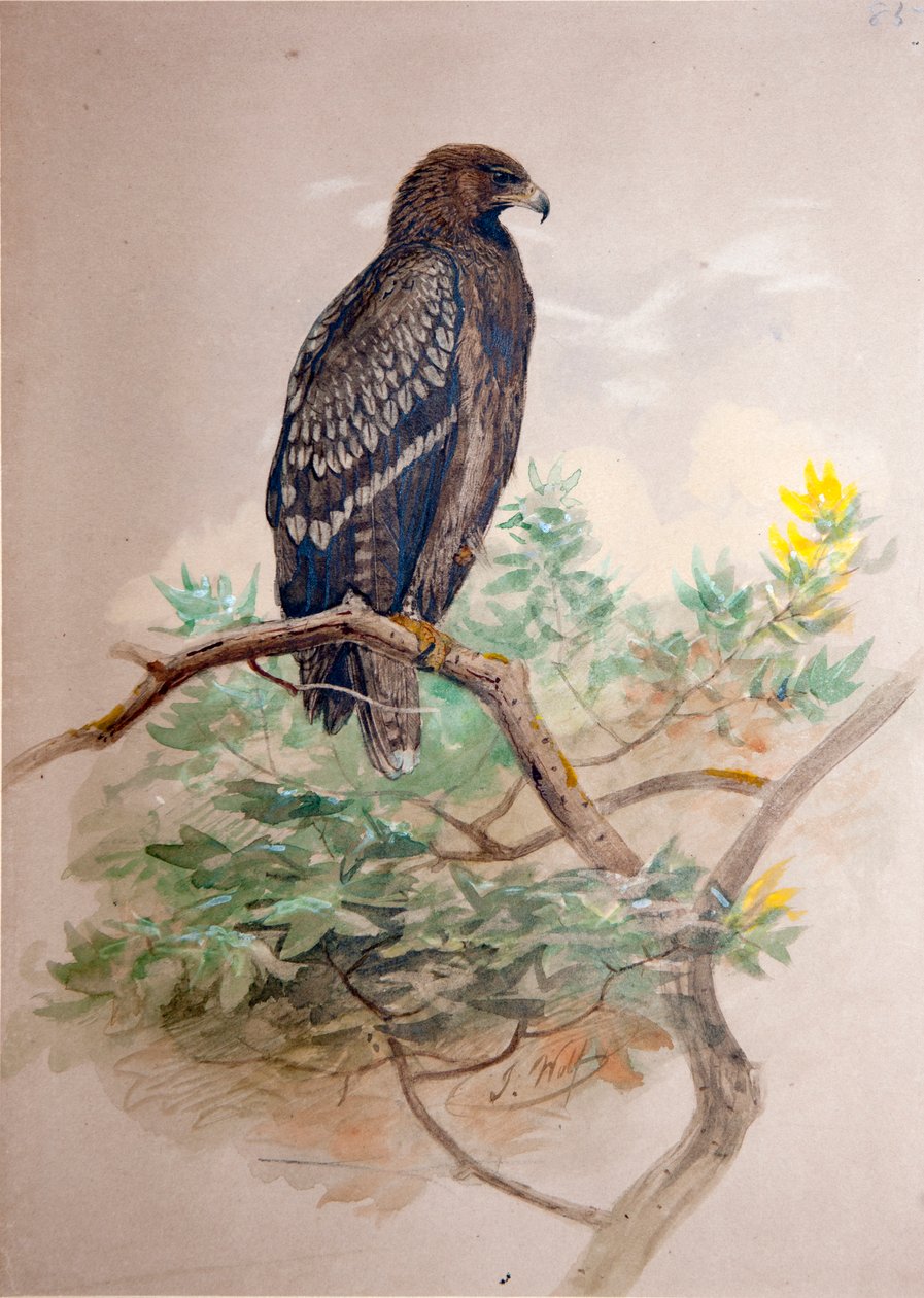 Orel skvrnitý (Aquila clanga), 1856-67 od Joseph Wolf