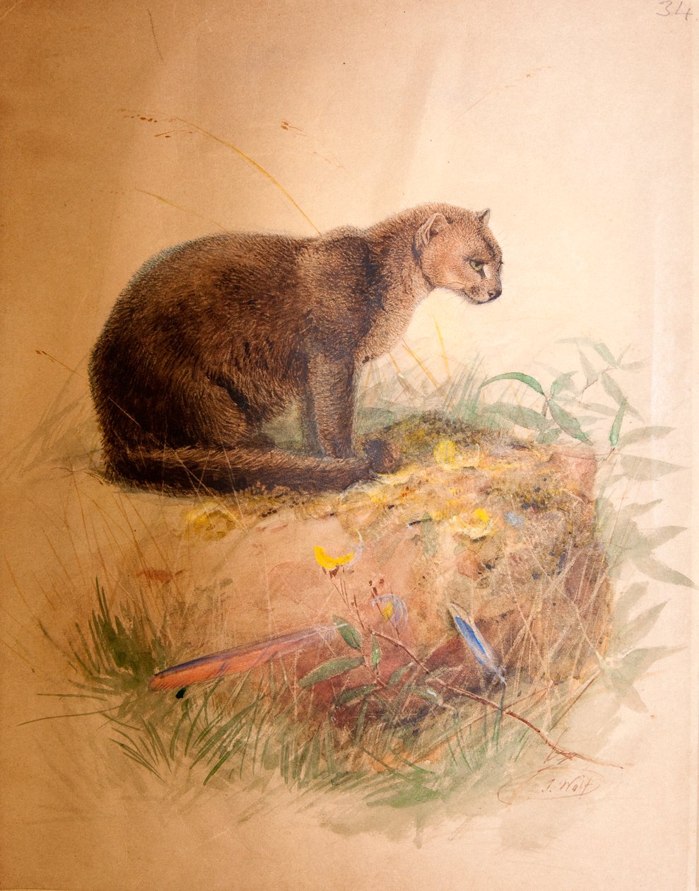 Yagurundi Cat, 1851-69 od Joseph Wolf