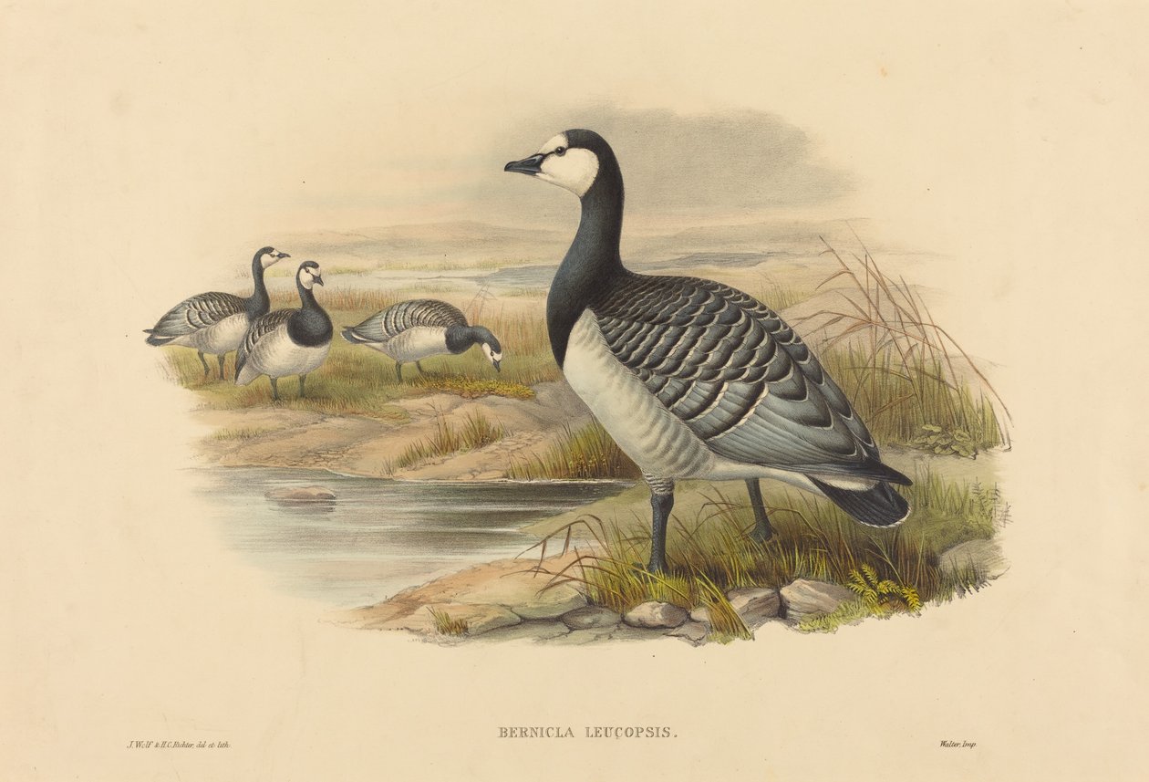 Barnacle Goose (Bernicla Leucopsis) od Joseph Wolf and H.C. Richter