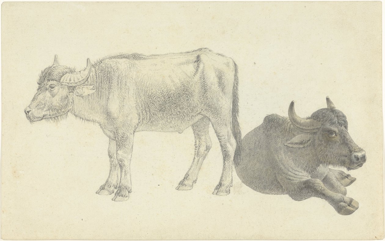 Ležící a stojící kráva od Josephus Augustus Knip