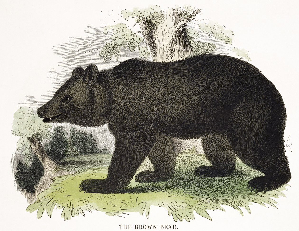 Medvěd hnědý, vzdělávací ilustrační hospoda. Společností pro podporu křesťanského poznání, 1843 (akvatinta) od Josiah Wood Whymper