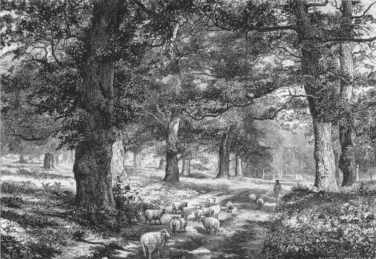 V Sherwoodském lese, c1875. od Josiah Wood Whymper