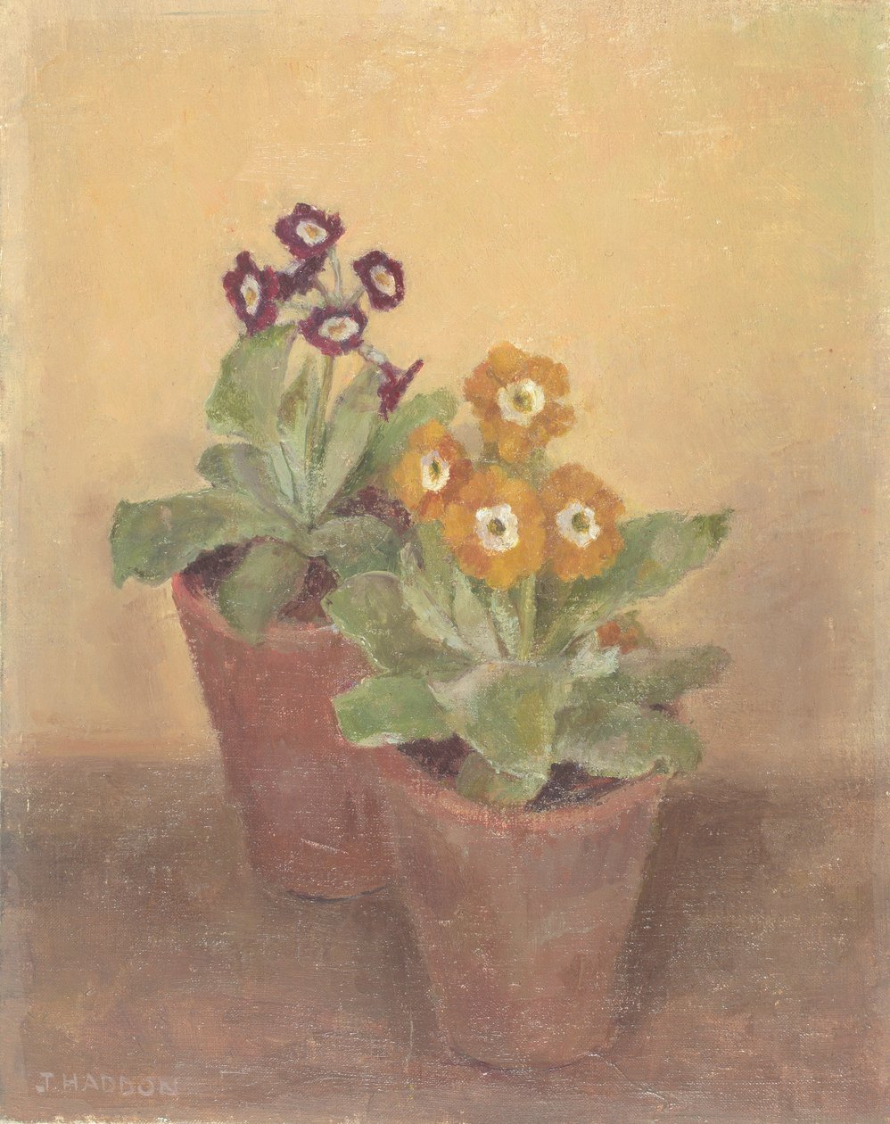 Primulas od Joyce Haddon