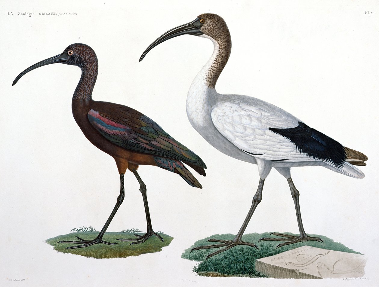 Ibises, z 
