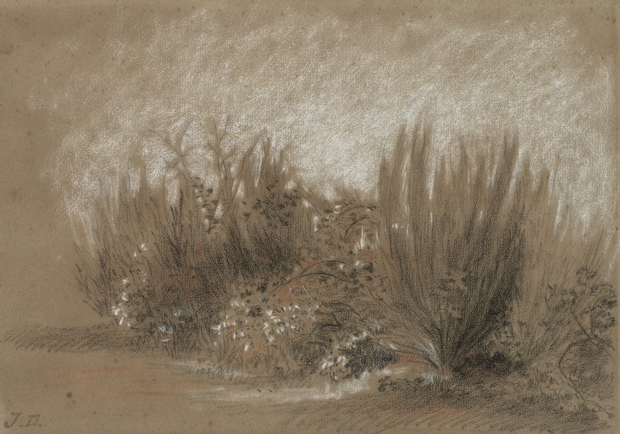 Genets et Ronces (Koště a ostružiníky) od Jules Dupré