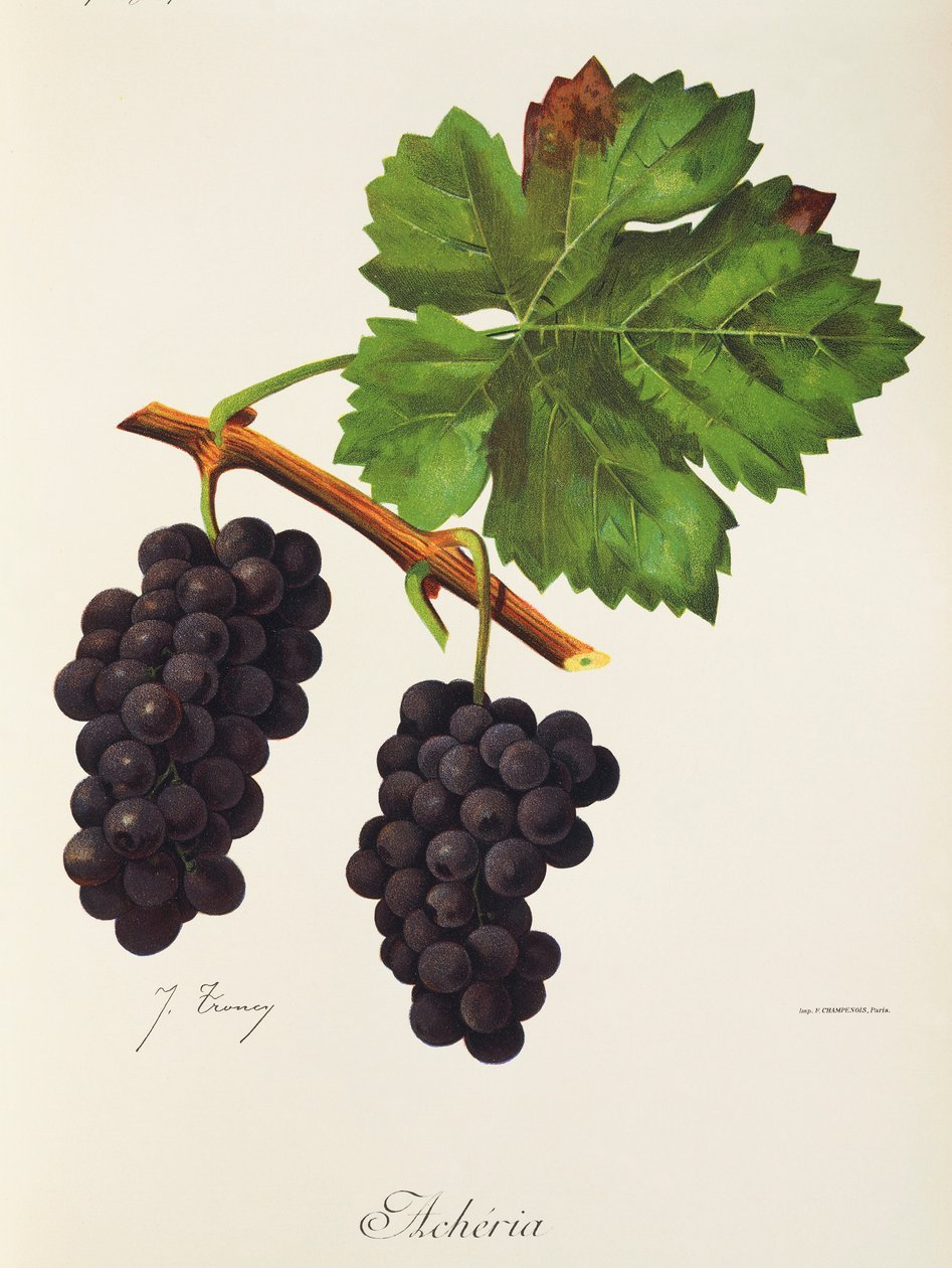 Hrozna Acheria od J. Troncyho od Jules Troncy