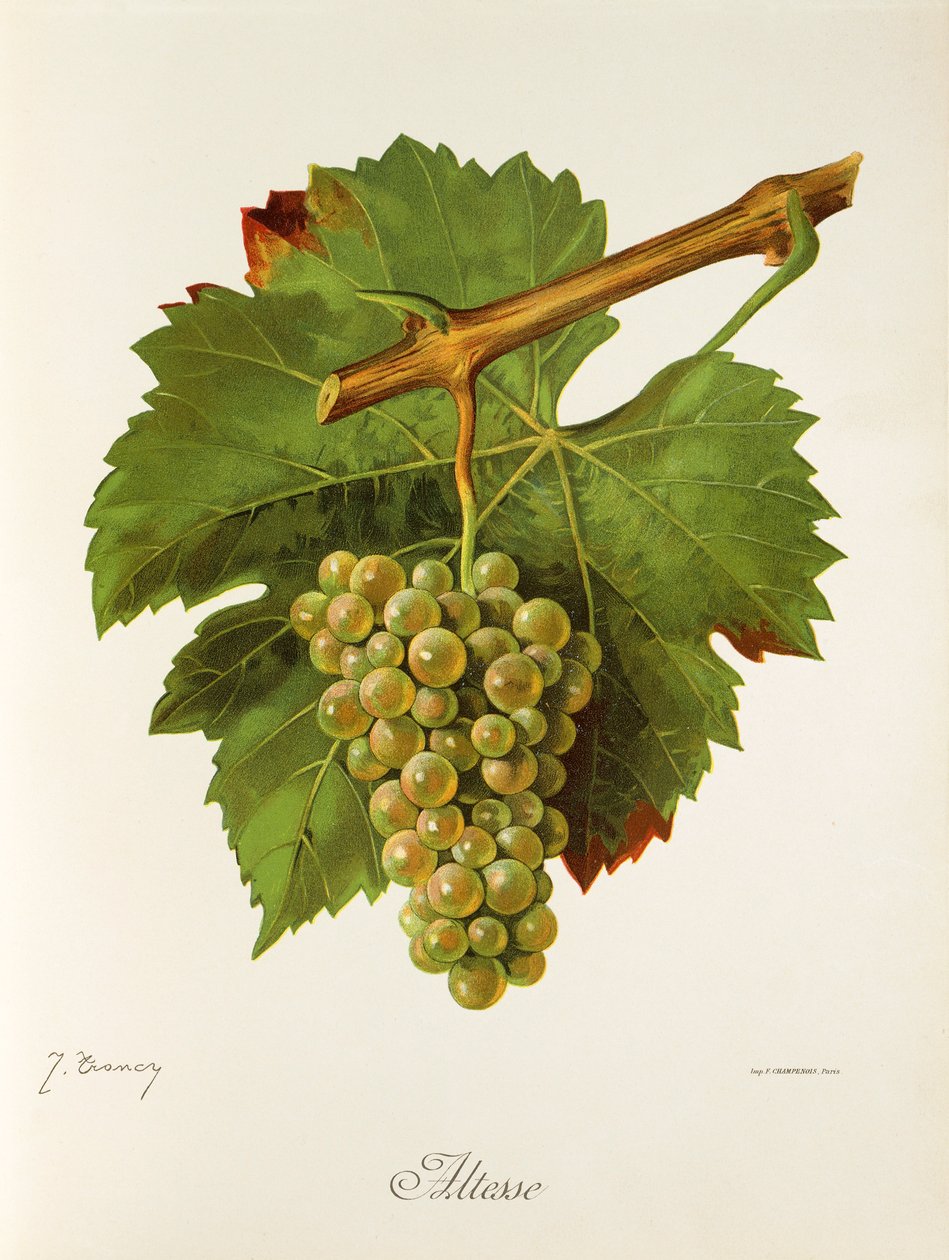 Altesse hroznů od J. Troncyho od Jules Troncy