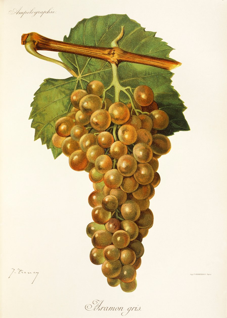 Hrozna Aramon Gris od J. Troncyho od Jules Troncy