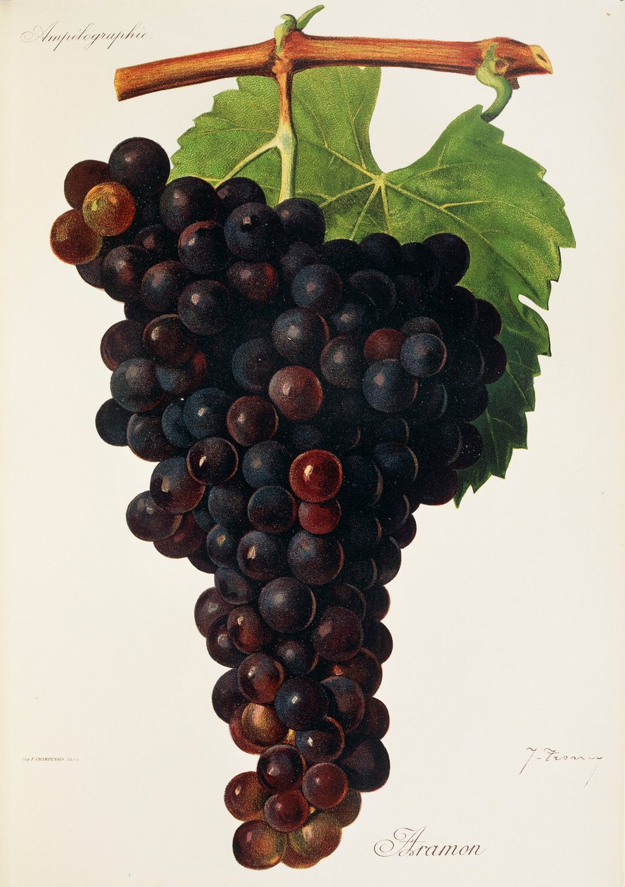 Hrozen Aramon od J. Troncyho od Jules Troncy
