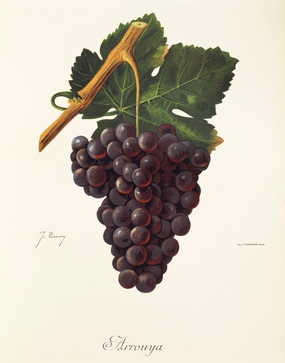 Hrozna Arrouya od J. Troncyho od Jules Troncy