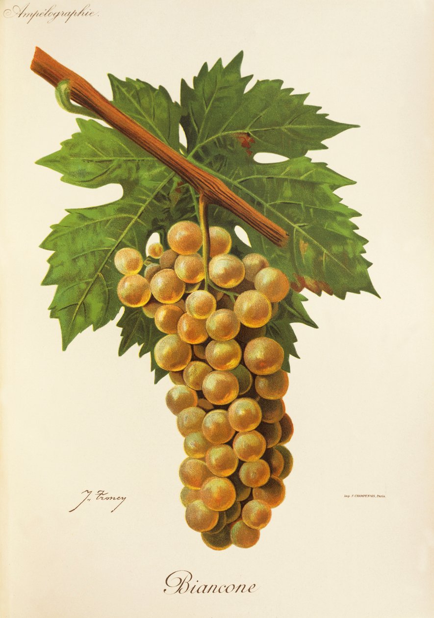Hrozen Biancon od J. Troncyho od Jules Troncy