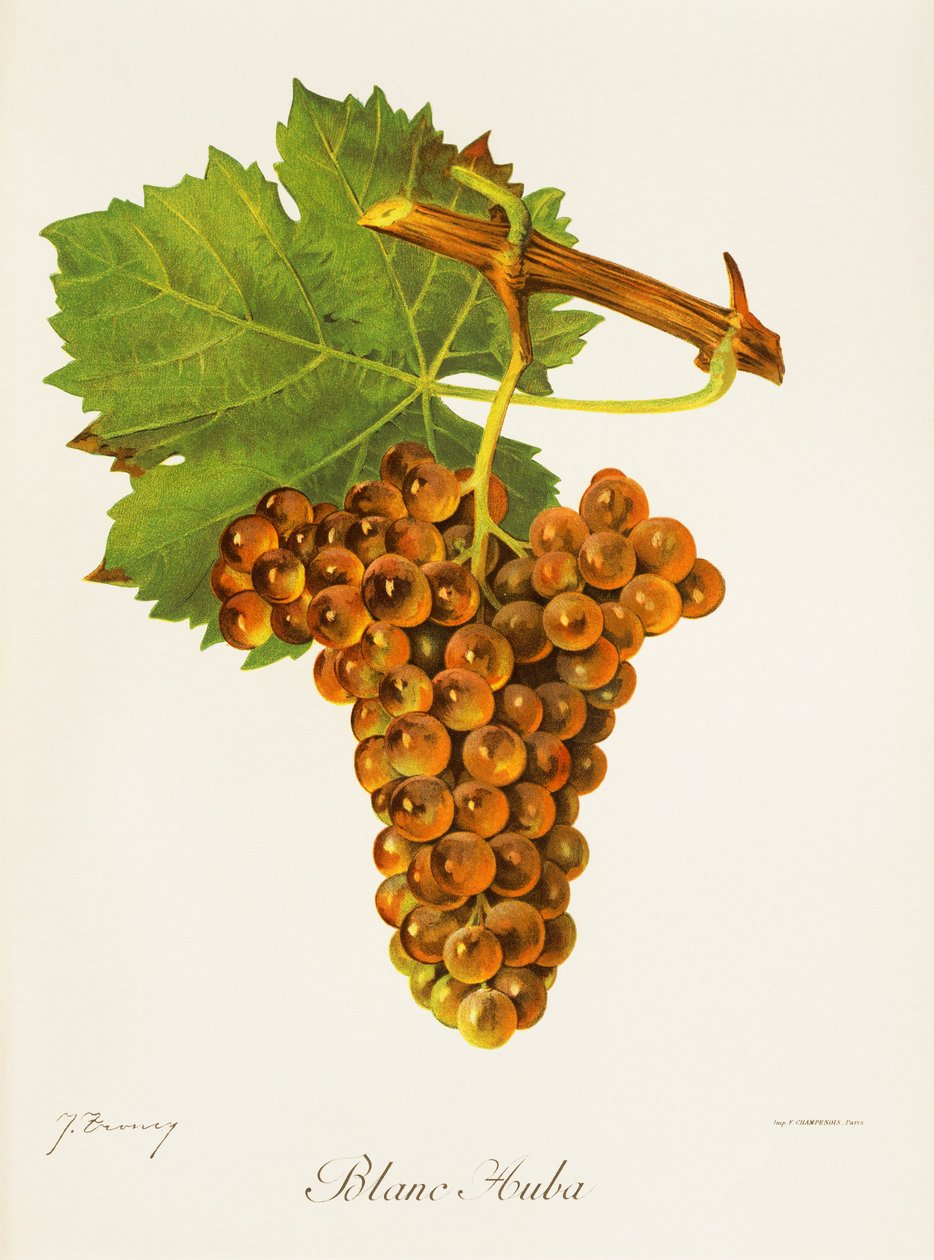 Hrozna Blanc Auba od J. Troncyho od Jules Troncy