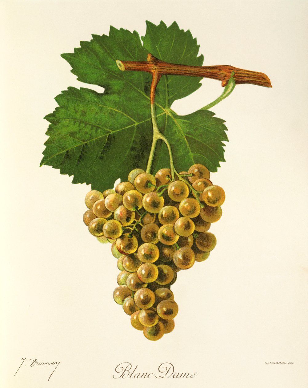 Hrozna Blanc Dame od J. Troncyho od Jules Troncy