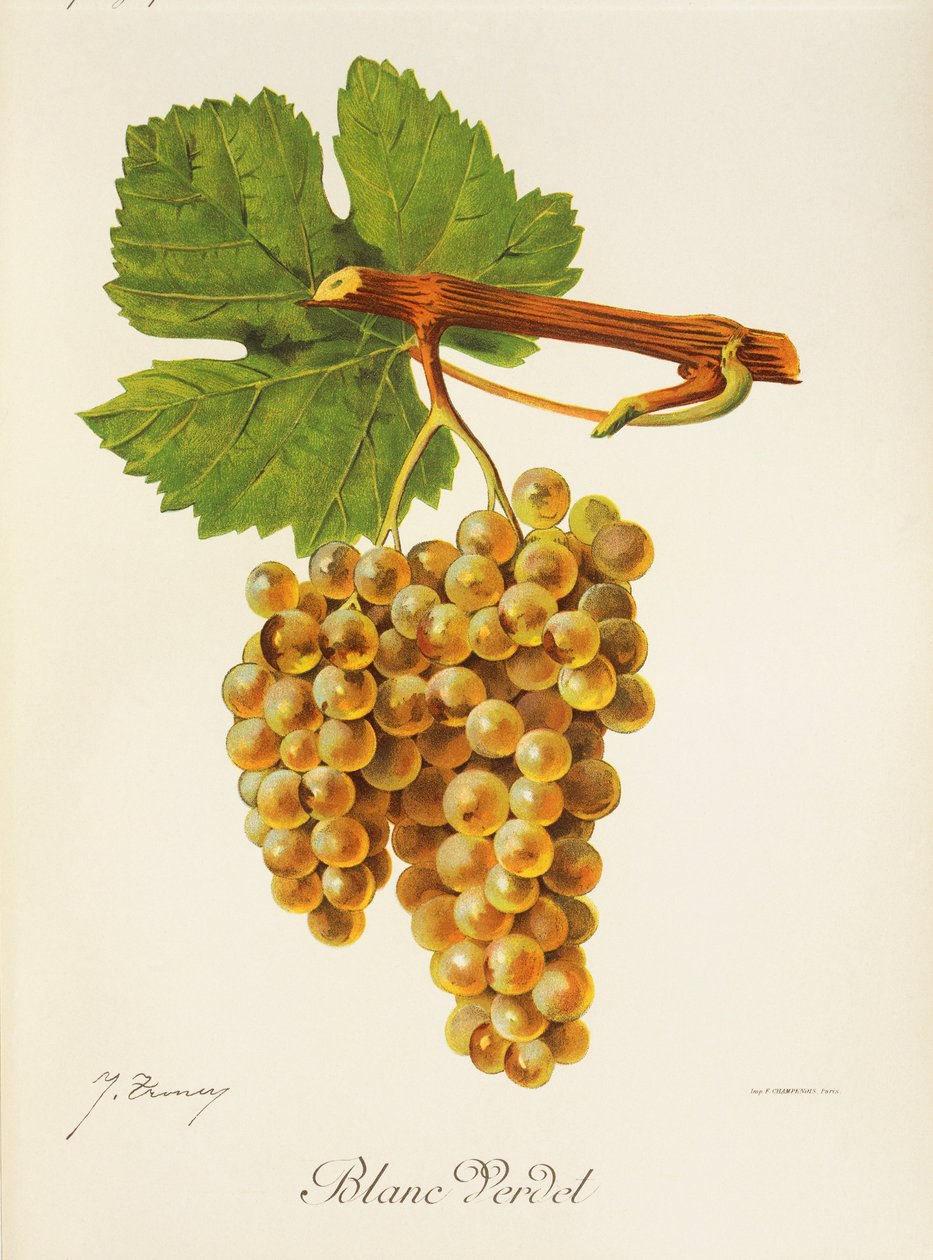 Hrozna Blanc Verdet od J. Troncyho od Jules Troncy
