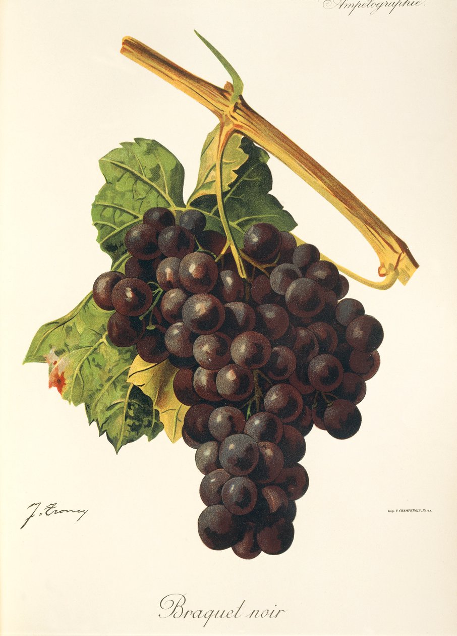 Braquet Noir hroznů od J. Troncy od Jules Troncy