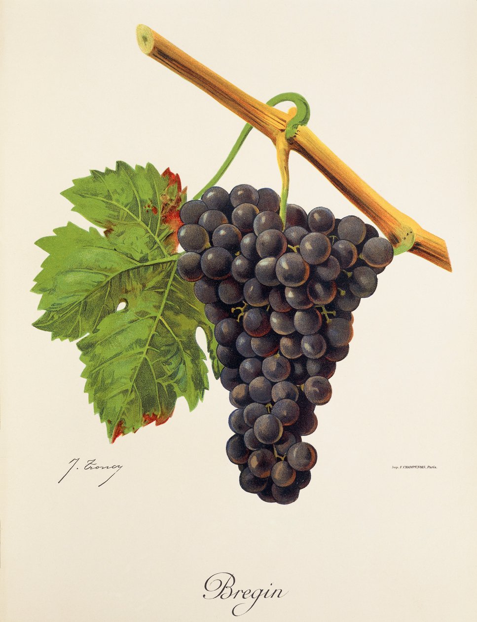 Hrozna Bregin od J. Troncyho od Jules Troncy