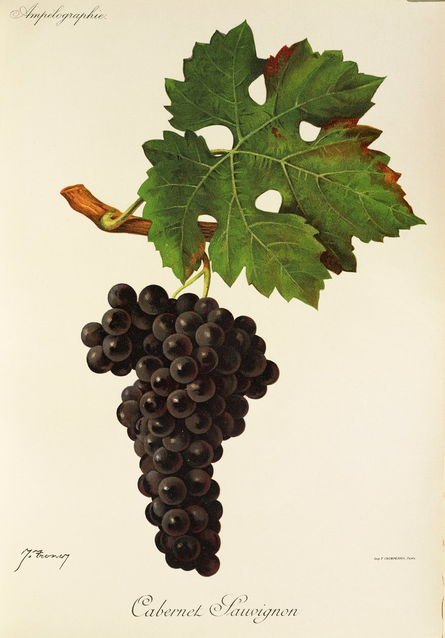 Hrozna Cabernet Sauvignon od J. Troncyho od Jules Troncy
