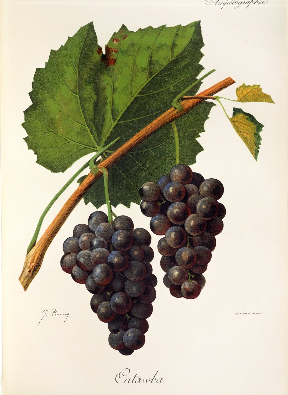 Catawba hroznů od J. Troncy od Jules Troncy