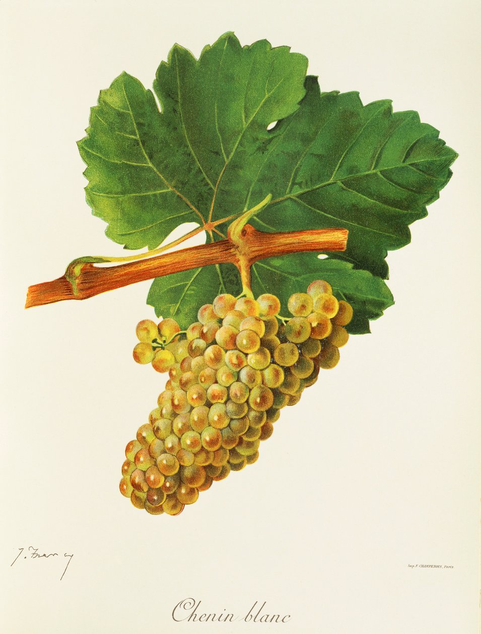 Hrozna Chenin Blanc od J. Troncyho od Jules Troncy