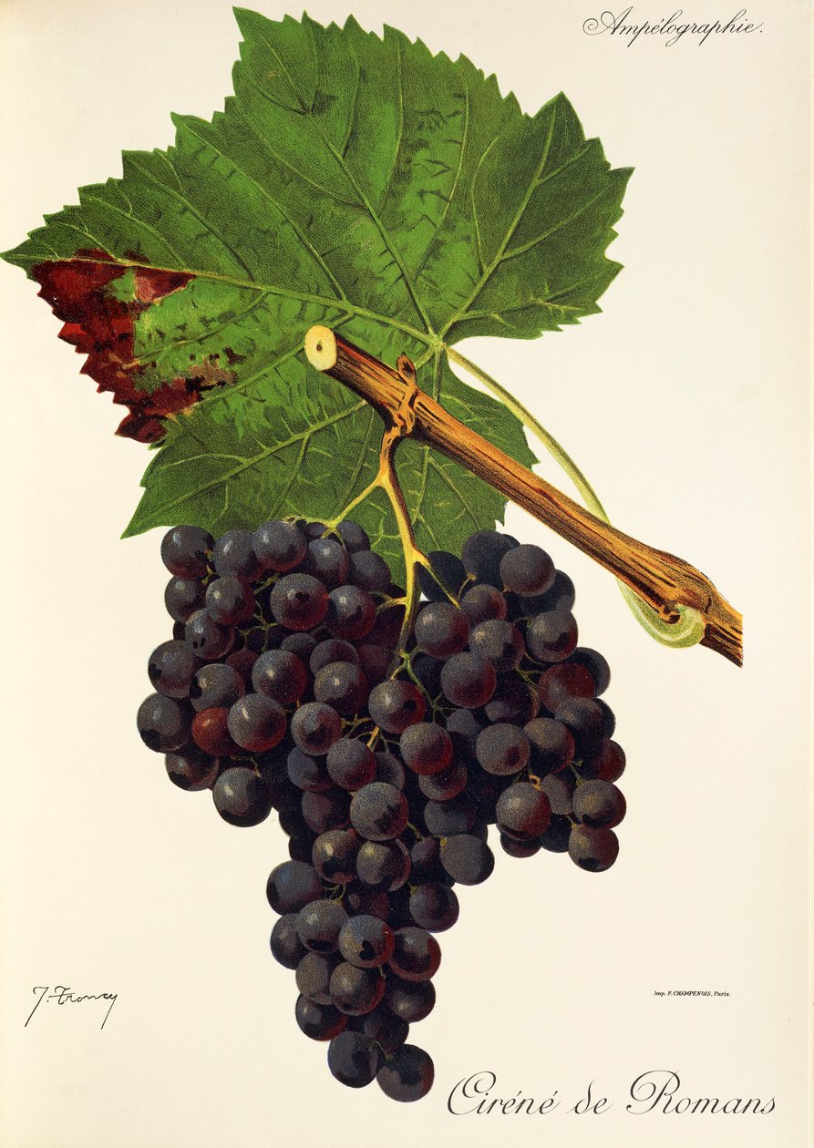Cirene de Romans grape by J. Troncy   1414534   cs       czech Successfully Translated  Original: Untitled Translat: Untitled 1400395 cs czech Successfully Translated Original: Sailboats in a Sunlit Harbor (recto) Translat: Sailboats in a Sunlit Harbor (re od Jules Troncy
