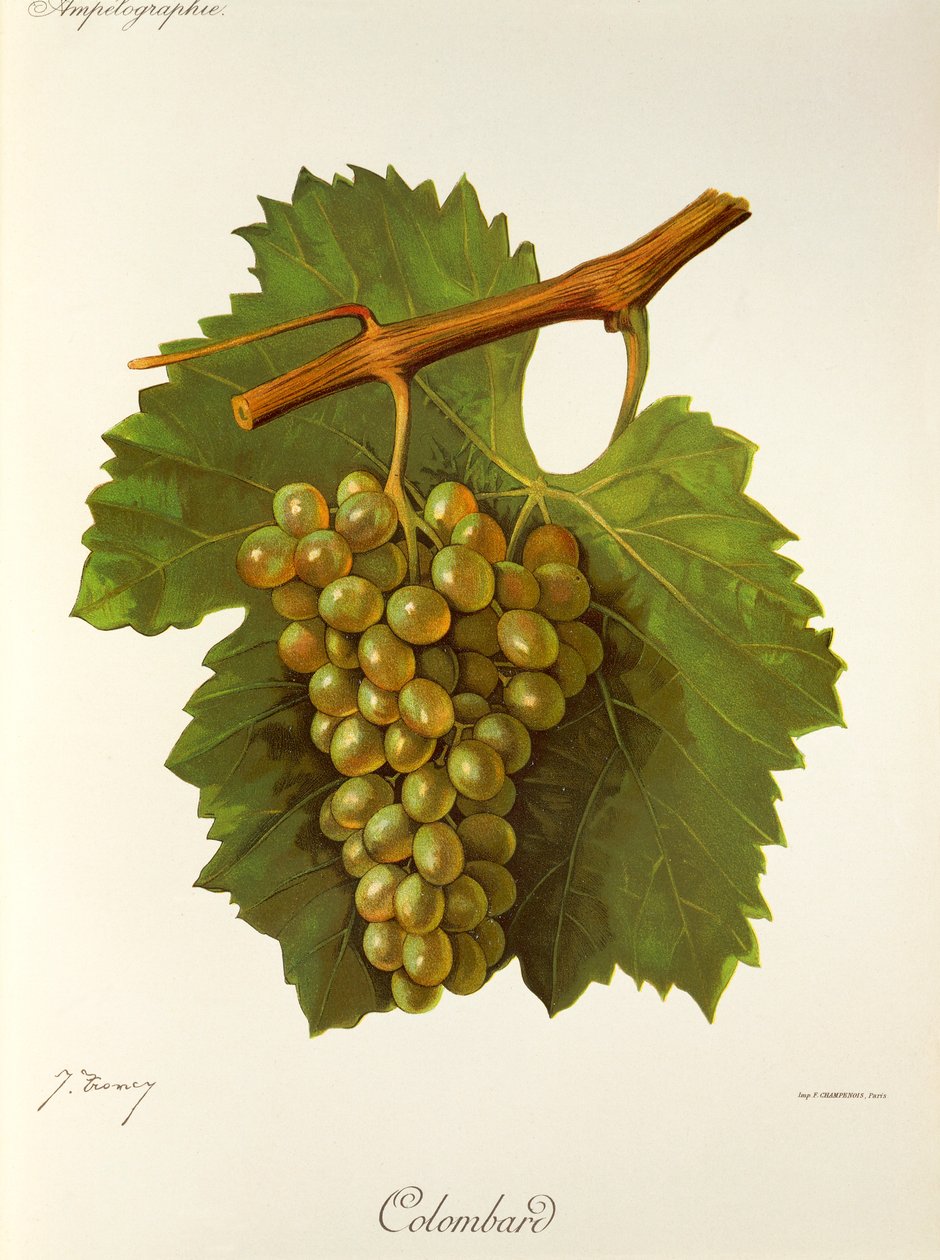 Colombardský hrozen od J. Troncyho od Jules Troncy