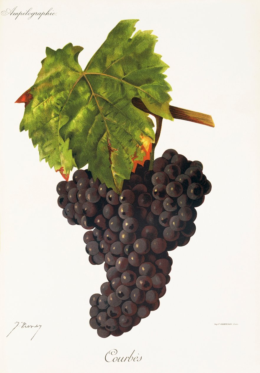 Courbes grape by J. Troncy   1414821   cs       czech Successfully Translated  Original: Thomas Jefferson Translat: Thomas Jefferson 1240216 cs czech Successfully Translated Original: Savoie 41, Tunnel de la Tête Noire Translat: Savoie 41, Tunnel de la Têt od Jules Troncy