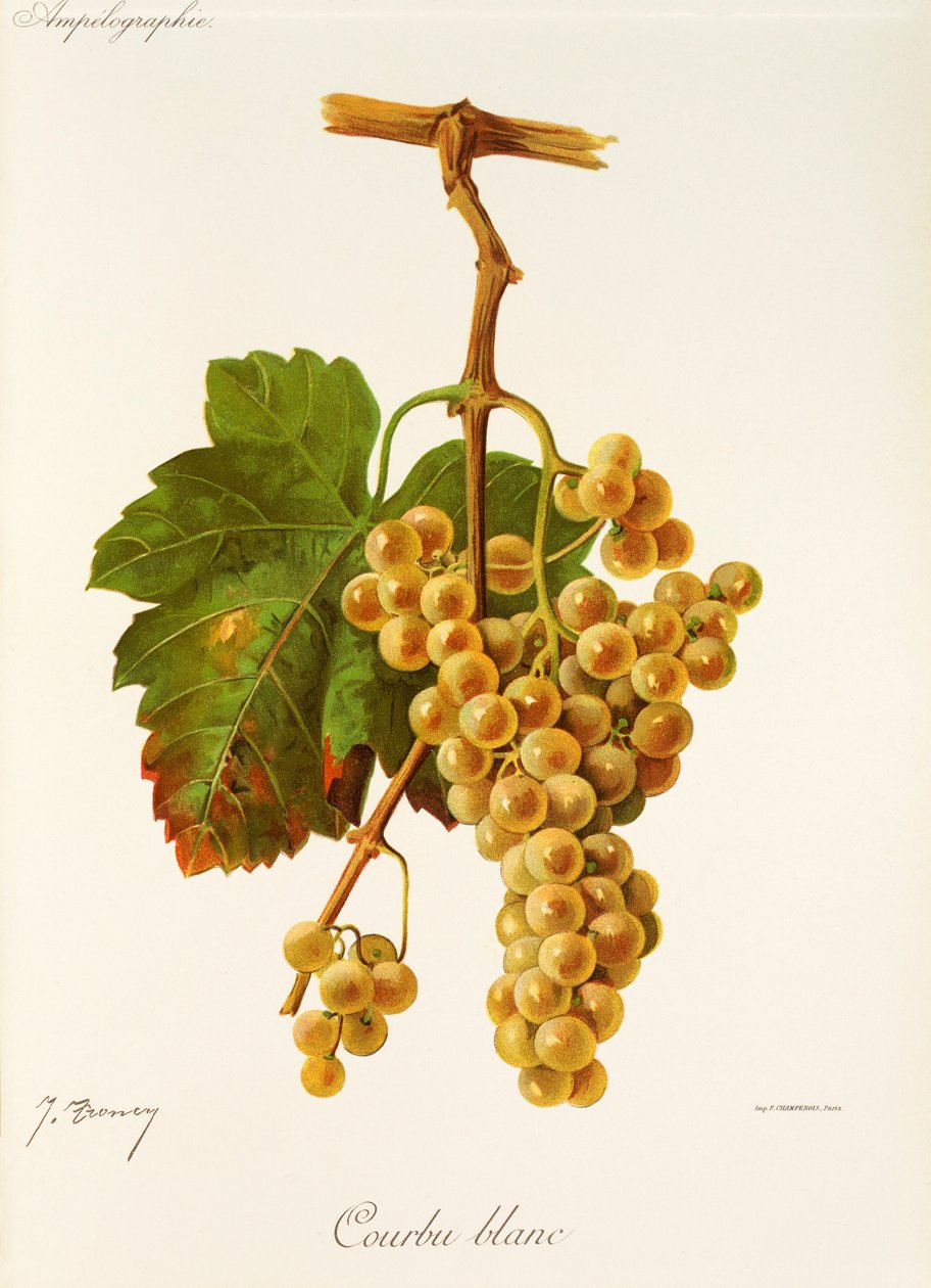 Courbu White grape od J. Troncy od Jules Troncy
